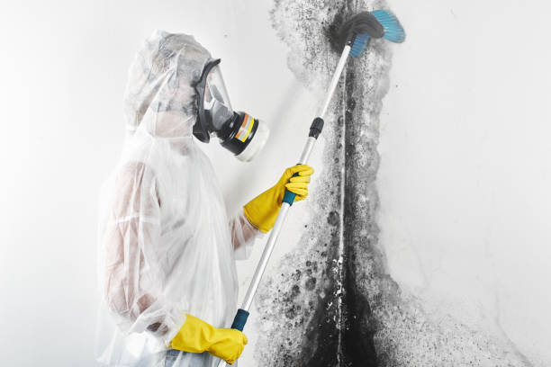 Best Mold Damage Restoration  in Choctaw, OK