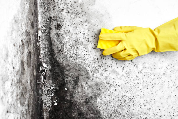 Professional Mold Removal in Choctaw, OK