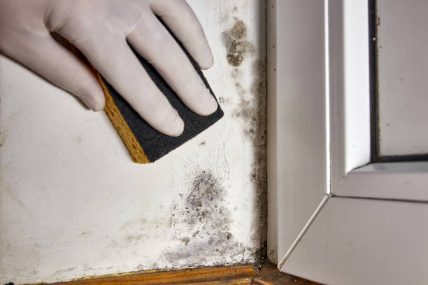 Best Mold Remediation for Healthcare Facilities  in Choctaw, OK