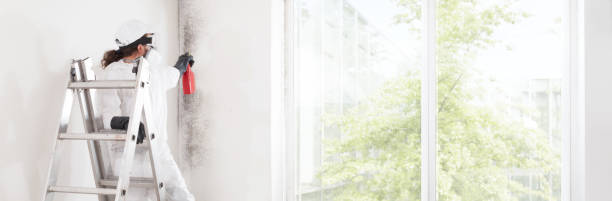 Best Basement Mold Removal  in Choctaw, OK